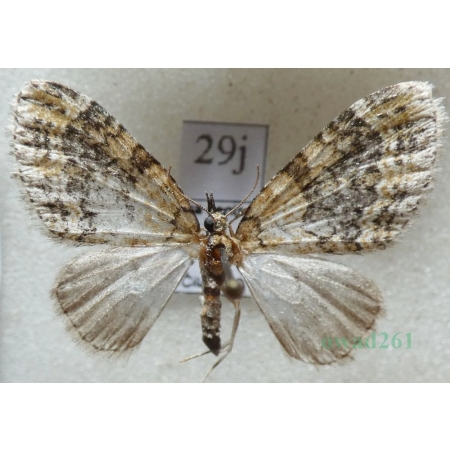 Acasis viretata (Hübner, 1799) Płatynka zielonka Czech29j